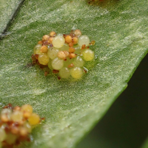 Photographie n°2510164 du taxon Polypodium interjectum Shivas