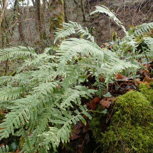 Photographie n°2510166 du taxon Polypodium interjectum Shivas