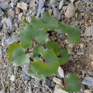 Photographie n°2510189 du taxon Adenostyles alpina (L.) Bluff & Fingerh. [1825]