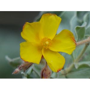 Cistus atriplicifolius Lam.