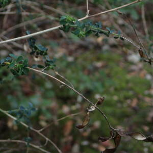 Photographie n°2510240 du taxon Adenocarpus complicatus subsp. complicatus 