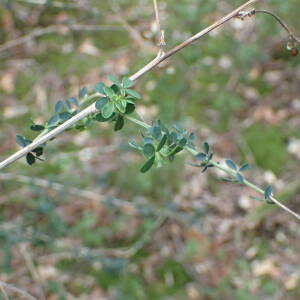 Photographie n°2510241 du taxon Adenocarpus complicatus subsp. complicatus 