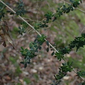 Photographie n°2510242 du taxon Adenocarpus complicatus subsp. complicatus 