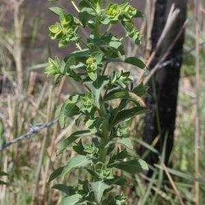 Photographie n°2510260 du taxon Euphorbia hirsuta L.