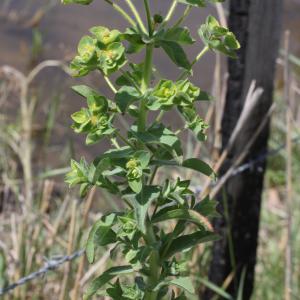 Photographie n°2510261 du taxon Euphorbia hirsuta L.