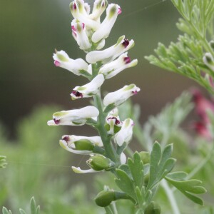 Photographie n°2510306 du taxon Fumaria parviflora Lam. [1788]