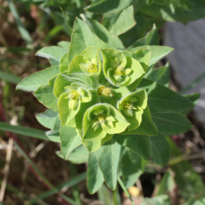 Photographie n°2510307 du taxon Euphorbia hirsuta L.