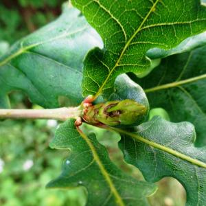 Photographie n°2510343 du taxon Quercus robur L. [1753]