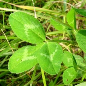 Photographie n°2510354 du taxon Trifolium pratense L. [1753]