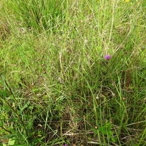 Photographie n°2510360 du taxon Centaurea decipiens Thuill. [1799]