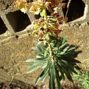 Photographie n°2510389 du taxon Euphorbia characias L.