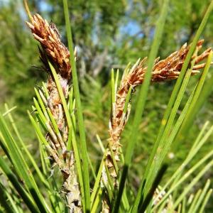 Photographie n°2510467 du taxon Pinus halepensis Mill. [1768]