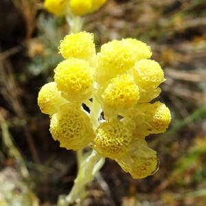 Photographie n°2510481 du taxon Helichrysum stoechas (L.) Moench [1794]
