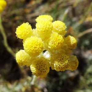 Photographie n°2510482 du taxon Helichrysum stoechas (L.) Moench [1794]