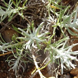 Photographie n°2510484 du taxon Helichrysum stoechas (L.) Moench [1794]