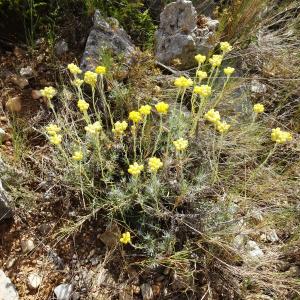 Photographie n°2510485 du taxon Helichrysum stoechas (L.) Moench [1794]