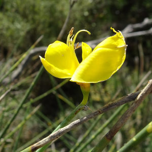 Photographie n°2510487 du taxon Spartium junceum L. [1753]