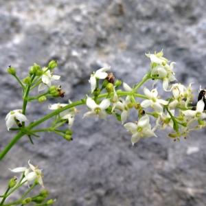 Photographie n°2510513 du taxon Galium lucidum All. [1773]