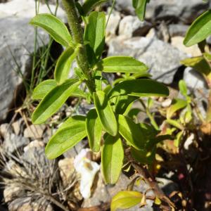 Photographie n°2510571 du taxon Antirrhinum majus L. [1753]