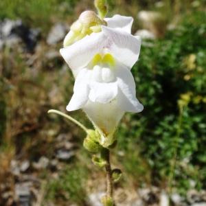 Photographie n°2510572 du taxon Antirrhinum majus L. [1753]