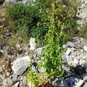 Photographie n°2510573 du taxon Antirrhinum majus L. [1753]