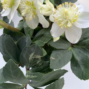 Photographie n°2510587 du taxon Helleborus niger L. [1753]