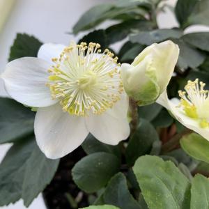 Photographie n°2510593 du taxon Helleborus niger L. [1753]