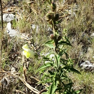 Photographie n°2510659 du taxon Antirrhinum majus L. [1753]