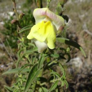 Photographie n°2510660 du taxon Antirrhinum majus L. [1753]