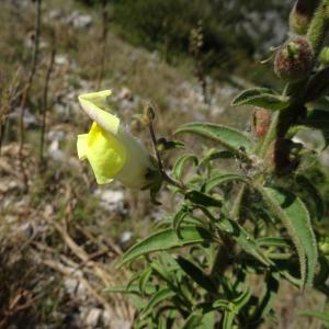 Photographie n°2510661 du taxon Antirrhinum majus L. [1753]