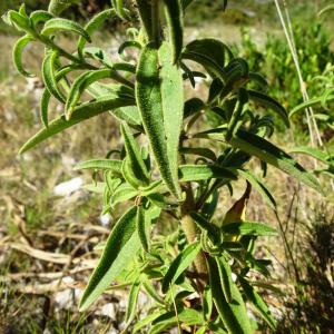 Photographie n°2510663 du taxon Antirrhinum majus L. [1753]