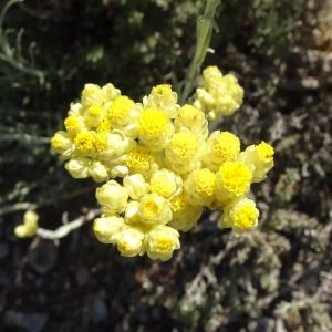 Photographie n°2510665 du taxon Helichrysum stoechas (L.) Moench [1794]