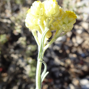 Photographie n°2510666 du taxon Helichrysum stoechas (L.) Moench [1794]