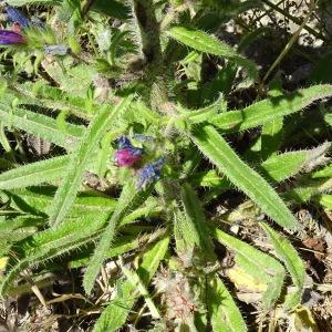 Photographie n°2510710 du taxon Echium vulgare L. [1753]