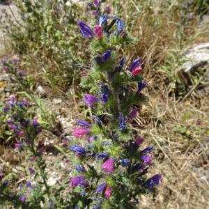 Photographie n°2510712 du taxon Echium vulgare L. [1753]