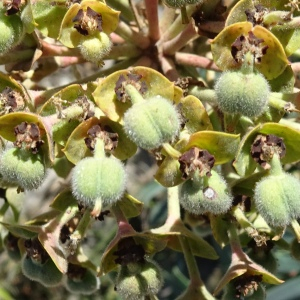 Photographie n°2510724 du taxon Euphorbia characias L. [1753]