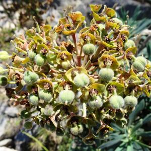 Photographie n°2510727 du taxon Euphorbia characias L. [1753]