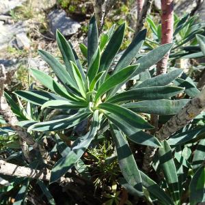 Photographie n°2510728 du taxon Euphorbia characias L. [1753]