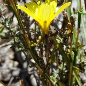 Photographie n°2510744 du taxon Lactuca viminea (L.) J.Presl & C.Presl [1819]