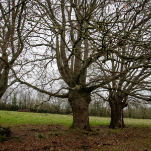 Photographie n°2510860 du taxon Carpinus betulus