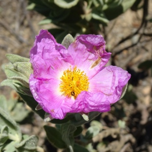 Photographie n°2510884 du taxon Cistus albidus L. [1753]