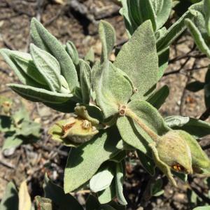 Photographie n°2510887 du taxon Cistus albidus L. [1753]