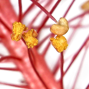 Photographie n°2510905 du taxon Hibiscus rosa-sinensis L.