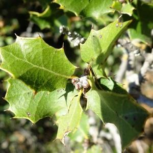 Photographie n°2510910 du taxon Quercus coccifera L. [1753]