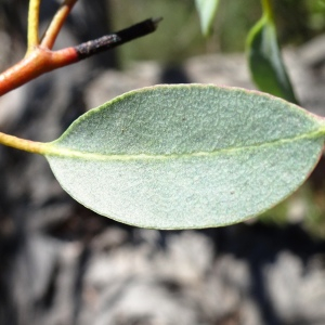 Photographie n°2510914 du taxon Eucalyptus globulus Labill. [1800]