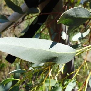 Photographie n°2510916 du taxon Eucalyptus globulus Labill. [1800]