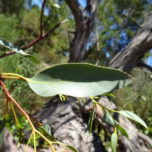 Photographie n°2510918 du taxon Eucalyptus globulus Labill. [1800]