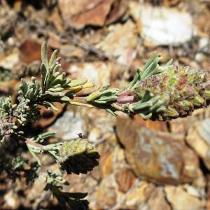 Photographie n°2510948 du taxon Lavandula stoechas L. [1753]