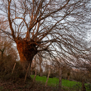 Photographie n°2510989 du taxon Carpinus betulus