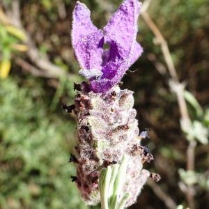 Photographie n°2511078 du taxon Lavandula stoechas L. [1753]